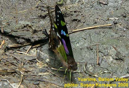 Papua Insects Foundation Lepidoptera Papilionidae Graphium Weiskei